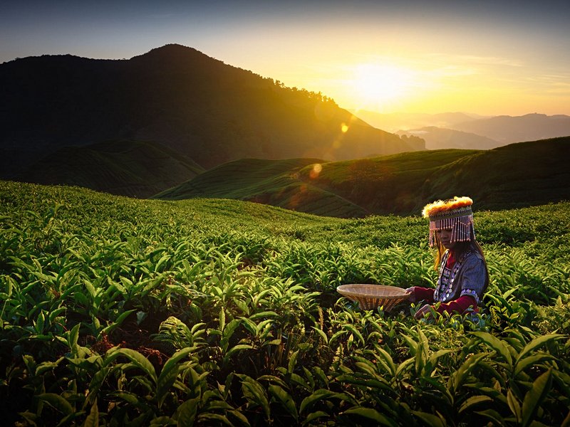 Les Cameron Highlands