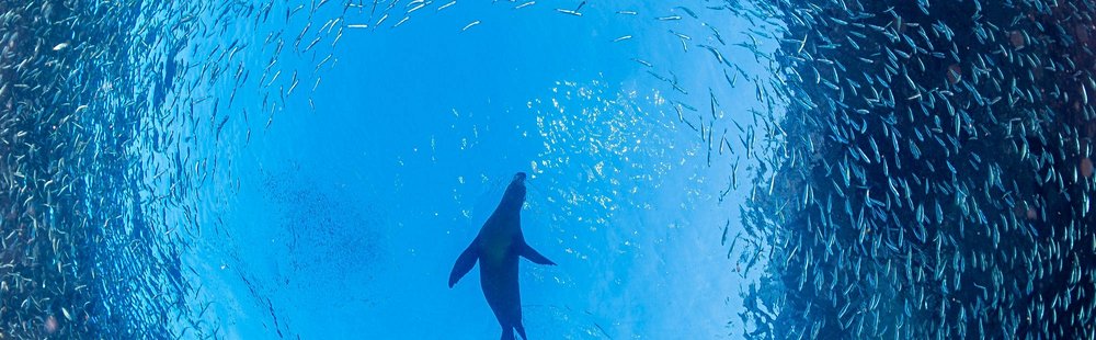 Faire du snorkeling avec les otaries