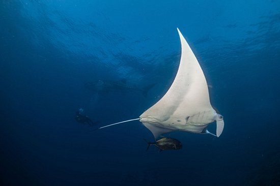 La plage de sable rose, Komodo