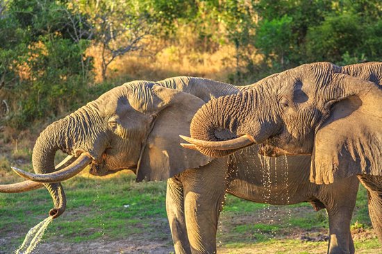 Tembe Elephant Park