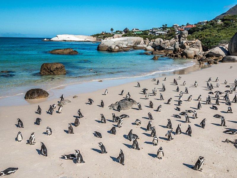 Boulders Beach