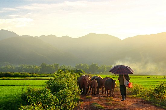 Diên Biên Phu