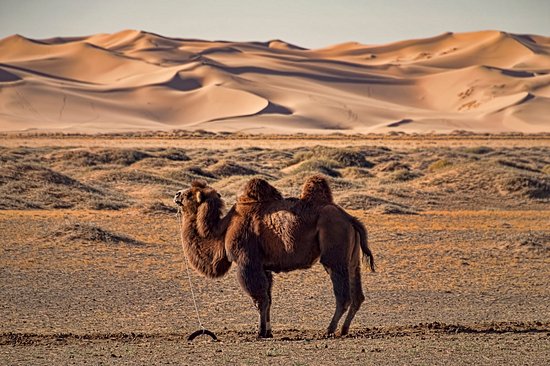Désert de Gobi