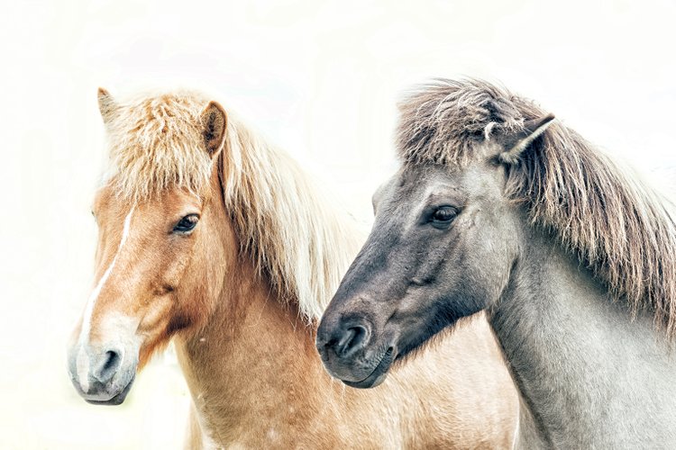 islande-chevaux