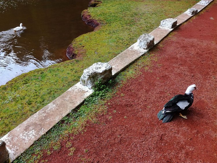 Il était une fois… Le lagoa das Patas 2