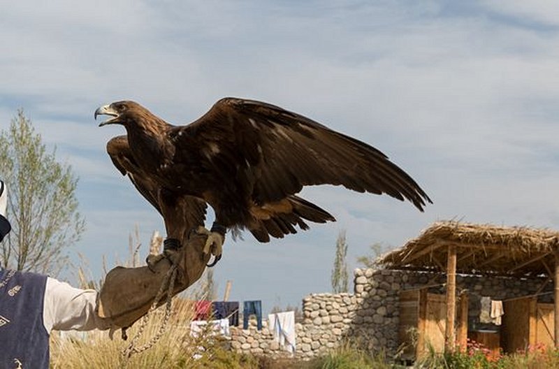 Rencontrer un éleveur d'aigle