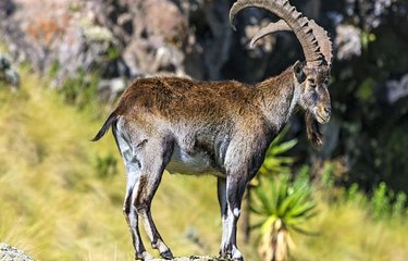 Bouquetin d'Abyssinie (Walia ibex)