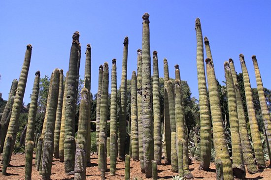 Jardin botanique Pinya de Rosa