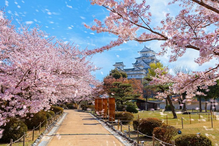 Sakura - Japon