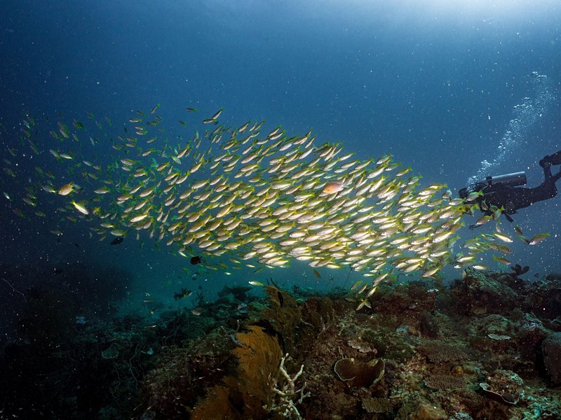 Plonger dans les jardins coralliens d’El Nido