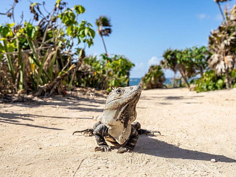 Les ruines de Tulum