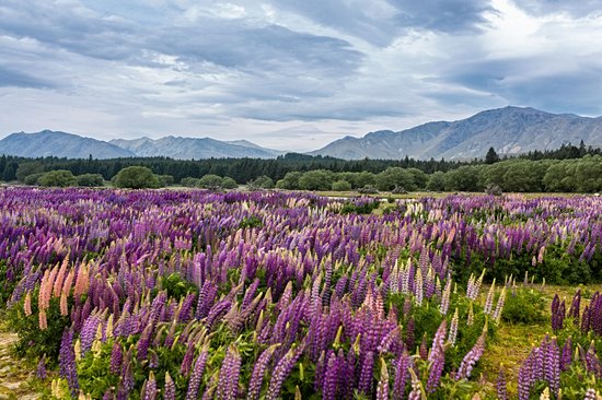 Lac Tekapo