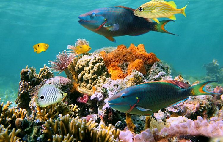Fonds marins de la mer des Caraïbes 