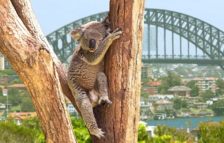 Koala