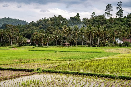 Pays Minangkabau
