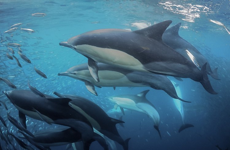 Sardine Run en Afrique du Sud 3