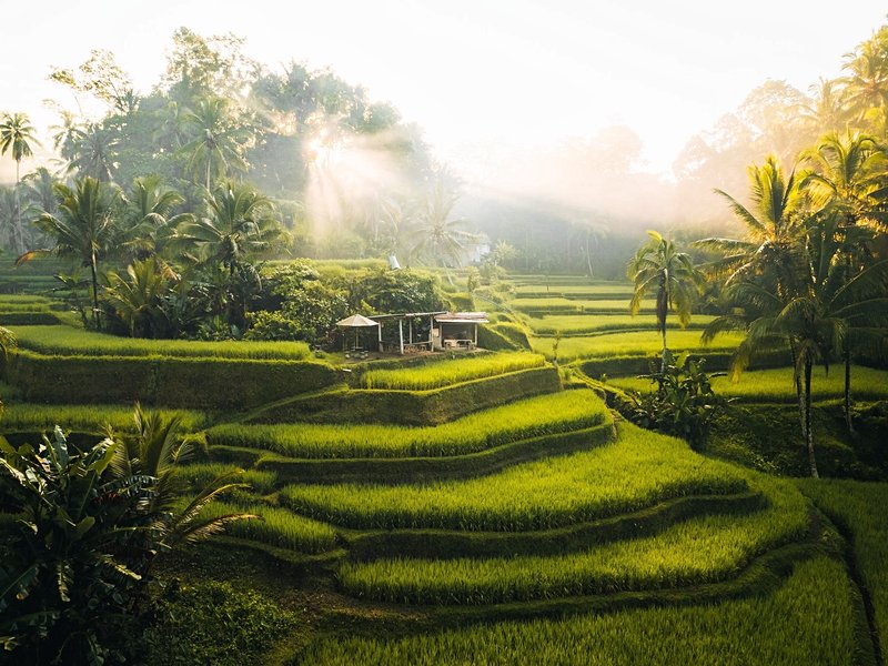 Rizières de Tegallalang