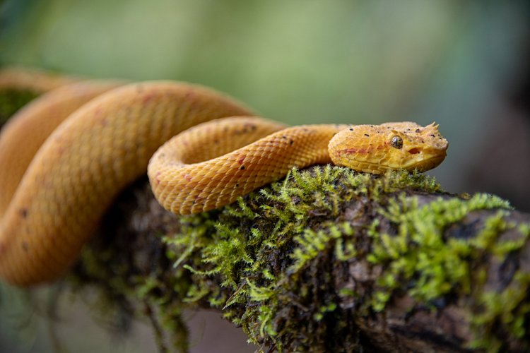 Parc national du Corcovado - Costa Rica 3