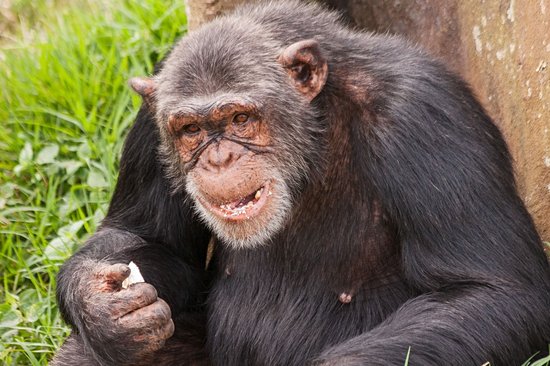 Chimpanzee Island