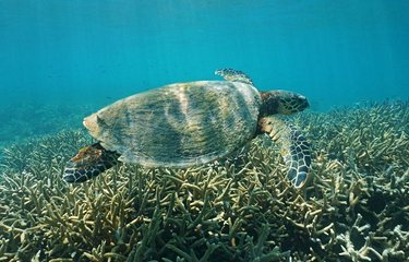 La baie des Tortues