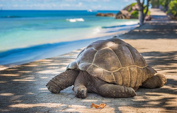 Les tortues de l'île Curieuse