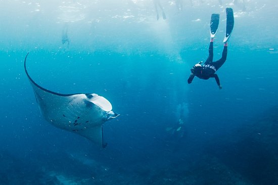 Faire de la plongée à Manta Point