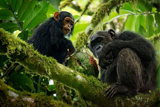 Observer les chimpanzés sauvages à Gombe Stream