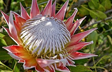 La King Protea, fleur nationale
