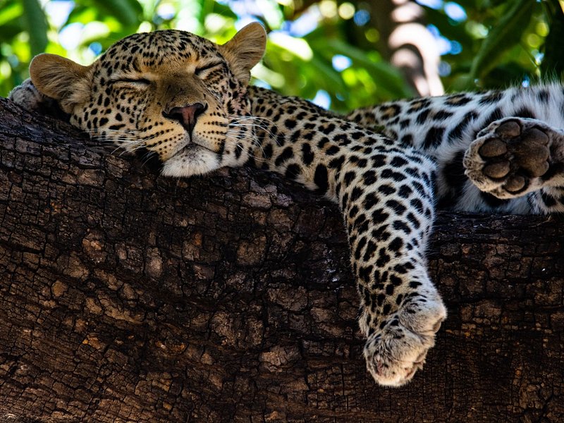 Parc national de Chobe