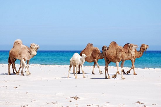 Les plages de Kélibia