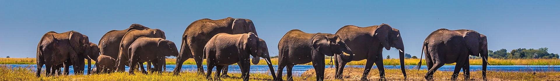 voyages au Botswana