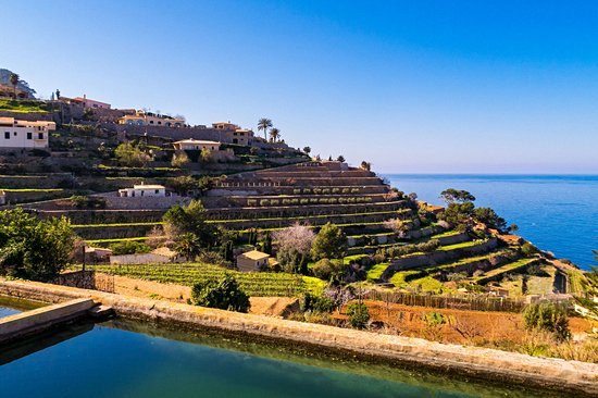 Le vignoble de Banyalbufar