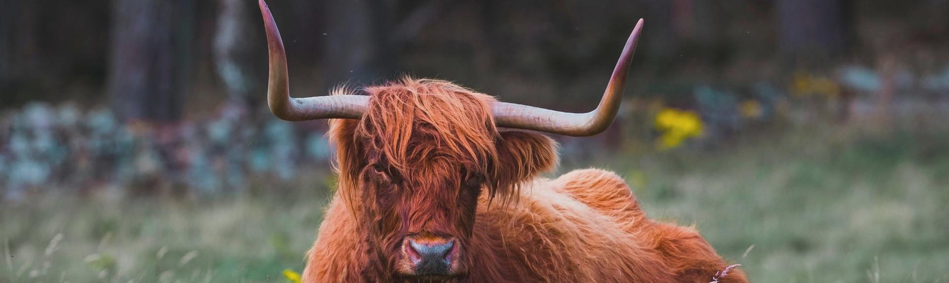 Ecosse