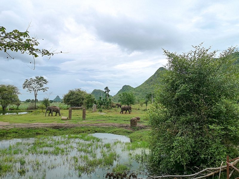 Découvrir Elephants World