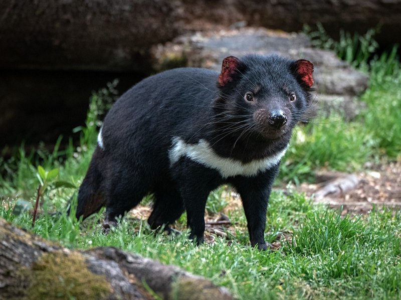 Tasmanie
