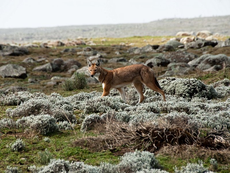 Parc national du Mont Balé