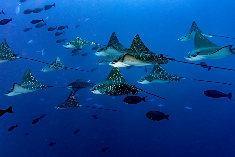 Les atolls des Maldives 3