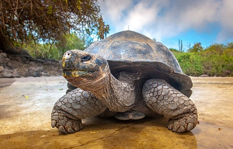 Tortue dans les Îles Galápagos