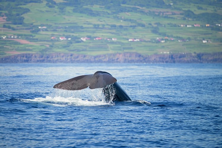 Peut-on voir des baleines aux Açores ?