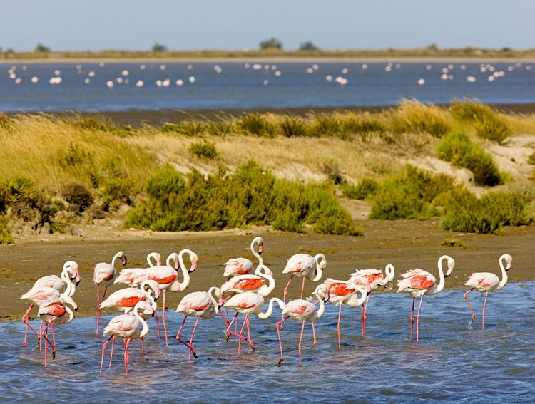 Aigues-Mortes et la Camargue gardoise