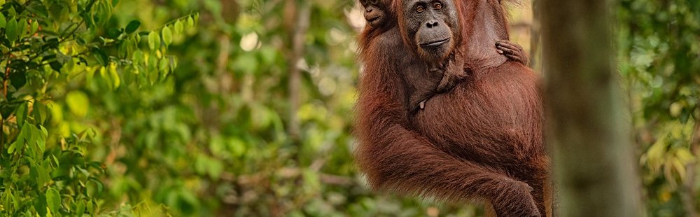 Kalimantan