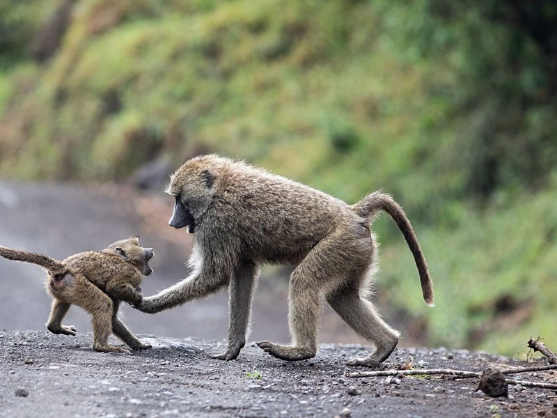 Parc national d'Arusha