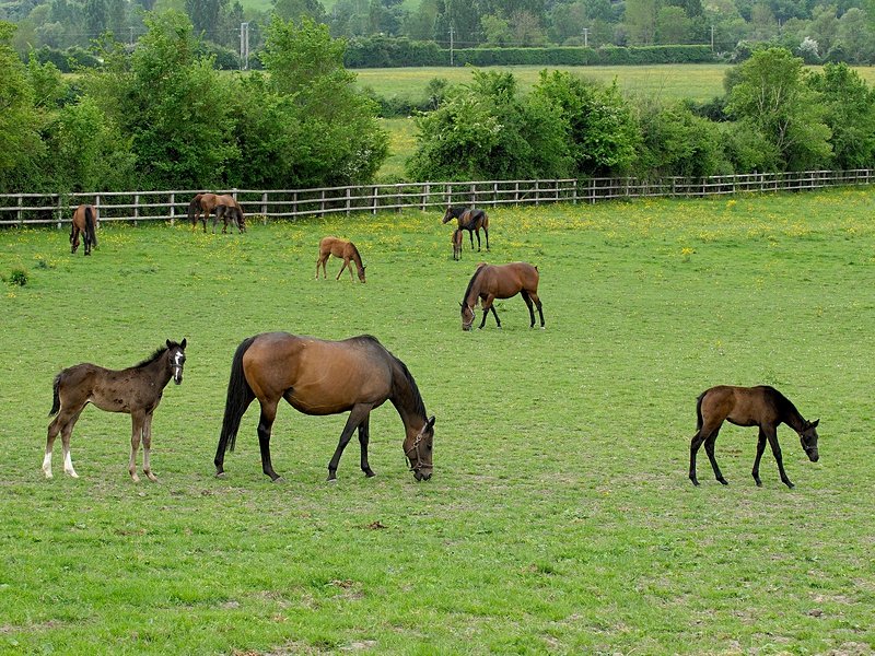 Le parc naturel régional du Perche