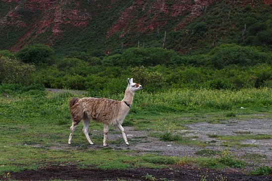 Parc national Los Cardones