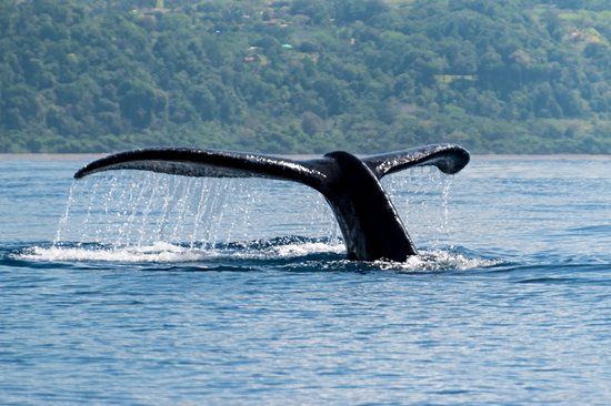 Parc national Marino Ballena
