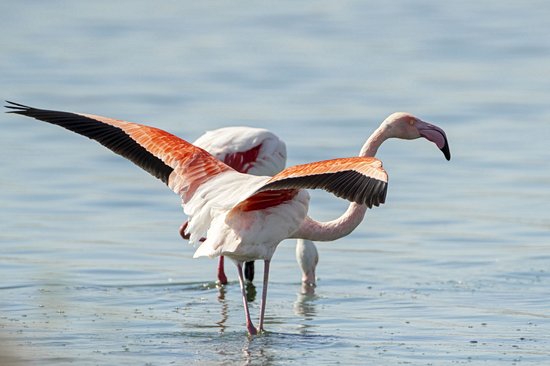 L'île aux Flamants Roses