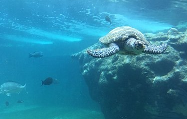Tortues