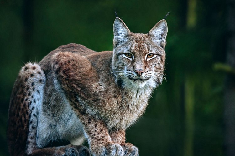 Le parc national de Bialowieza 2