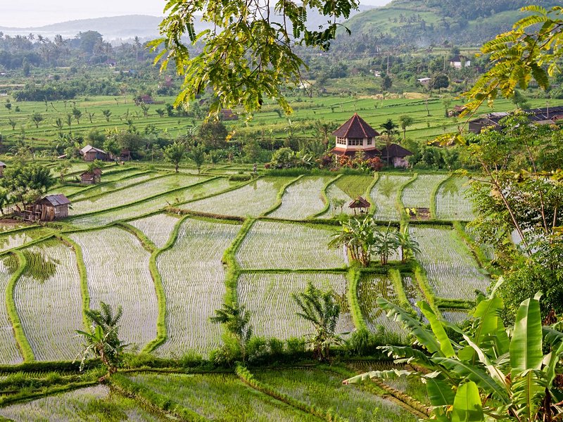 Les rizières de Tirtaganga