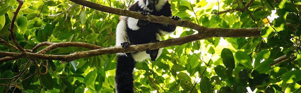 Le parc national d'Andasibe – Mantadia